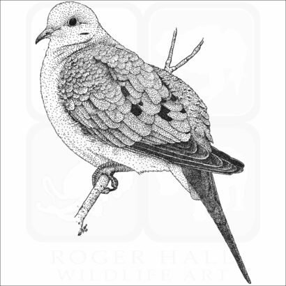 Mourning Dove
