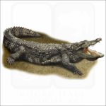 Marsh or Mugger Crocodile illustration