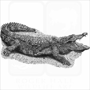 Marsh or Mugger Crocodile