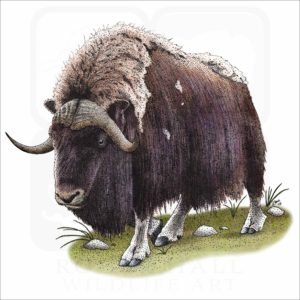 Musk Ox illustration