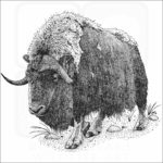 Musk Ox