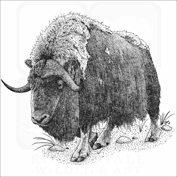 Musk Ox