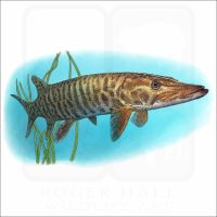 Muskellunge illustration