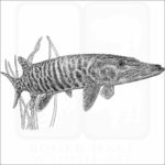 Muskellunge