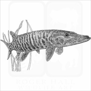 Muskellunge