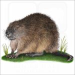 Muskrat illustration