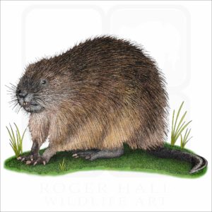 Muskrat illustration