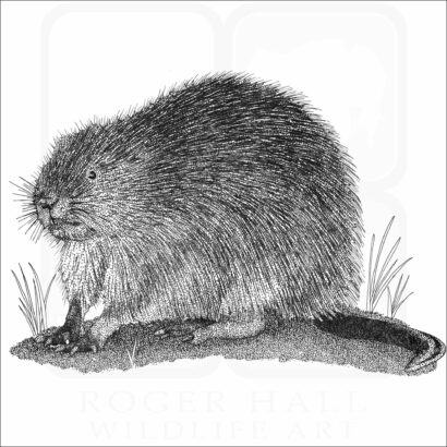 Muskrat