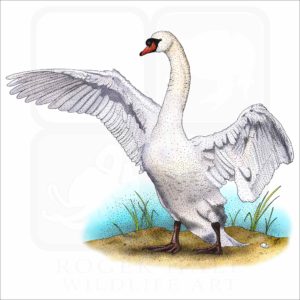 Mute Swan illustration