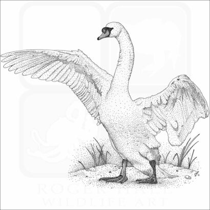 Mute Swan