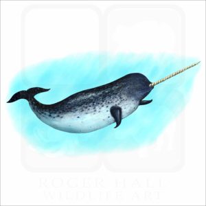 Narwhal Whale illustration