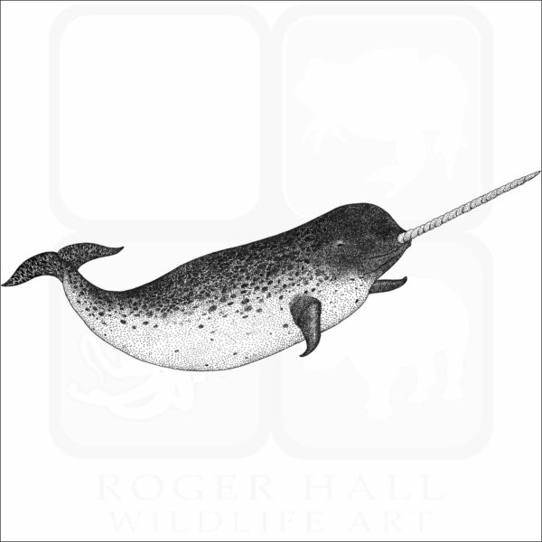 Narwhal Whale