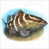 Nassau Grouper illustration