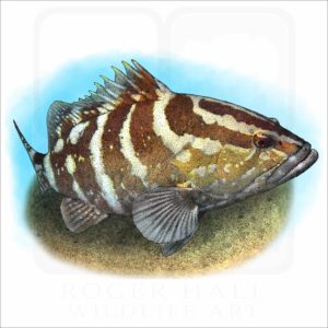 Nassau Grouper illustration