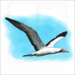 Nazca Booby illustration