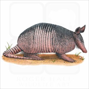 Nine-Banded Armadillo illustration