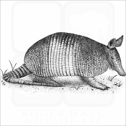 Nine-Banded Armadillo