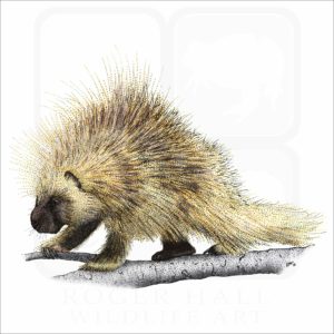 North American Porcupine illustration