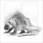 North American Porcupine