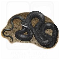 Northern Black Racer Snake illustration