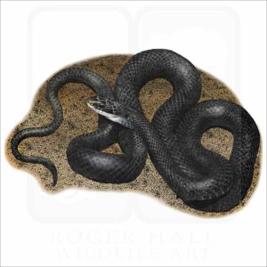 Northern Black Racer Snake illustration