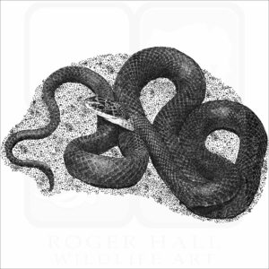 Northern Black Racer Snake