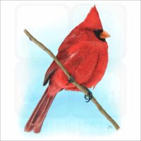 Northern Cardinal illustration