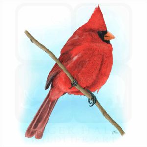 Northern Cardinal illustration