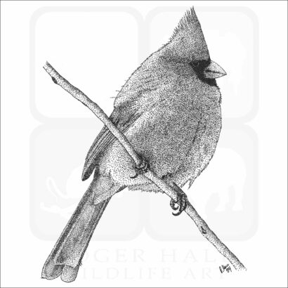 Northern Cardinal