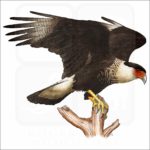 Northern Crested Caracara illustration