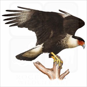 Northern Crested Caracara illustration