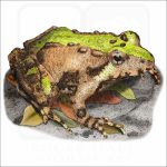 Northern Cricket Frog illustration