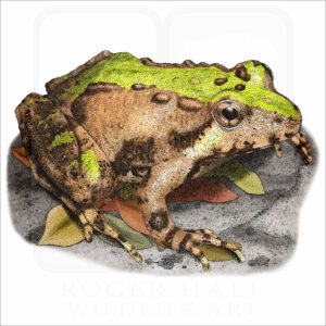 Northern Cricket Frog illustration