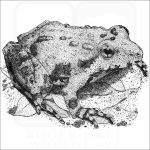 Northern Cricket Frog