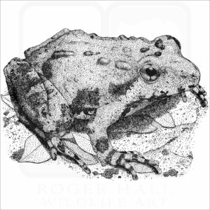 Northern Cricket Frog