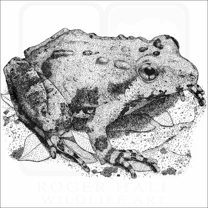Northern Cricket Frog