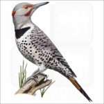 Northern Flicker illustration