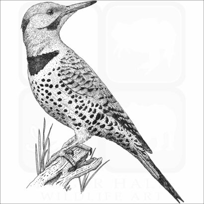 Northern Flicker