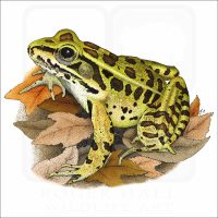 Northern Leopard Frog illustration