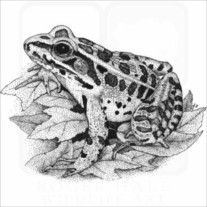 Northern Leopard Frog