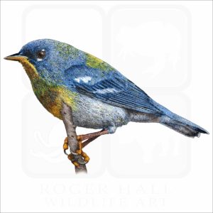 Northern Parula illustration