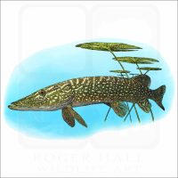 Northern Pike illustration
