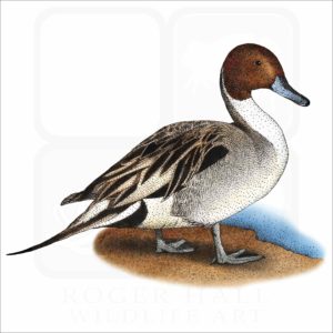 Northern Pintail Duck illustration