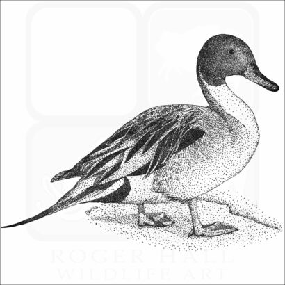 Northern Pintail Duck