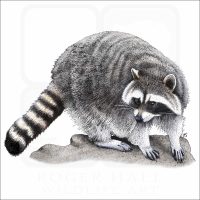 Northern Raccoon illustration
