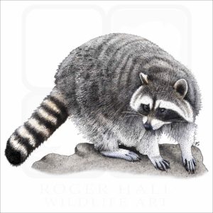 Northern Raccoon illustration