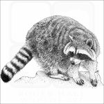 Northern Raccoon