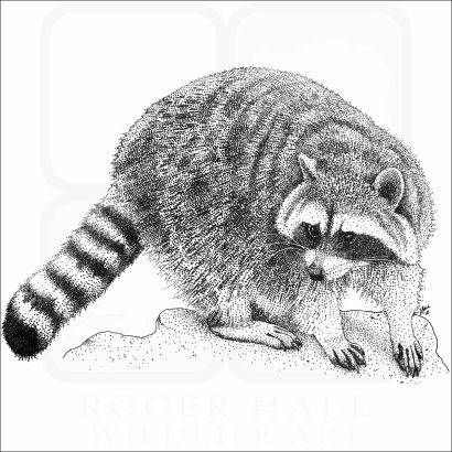 Northern Raccoon
