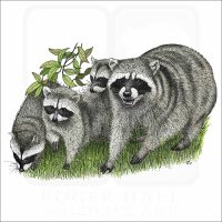 Northern Raccoons illustration