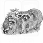 Northern Raccoons